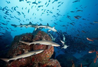 New grants to support protection of marine parks
